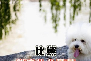 狗狗的健康饮食（探索狗狗饮食世界，为它们提供营养丰富的青菜。）