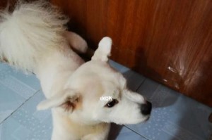 萨摩耶尿中有血，不用慌！（尿血的原因及处理方法，了解一下）