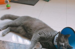 懒猫生活（养只懒猫，你需要的只是耐心和爱）