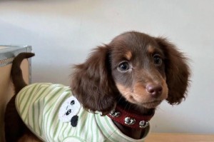 狗的特点与魅力（了解狗的乐趣和责任）
