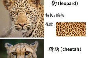 猎豹（揭秘猎豹的速度奥秘及其在猫科动物中的独特地位）