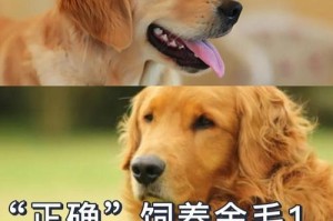 金毛犬的正确喂养方法——新手必看（五部曲助你打造健康快乐的金毛宠物生活）