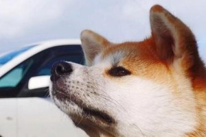 小猫翻肠子的治疗方法及注意事项（了解小猫翻肠子的症状和原因，正确处理可以拯救它们的生命）