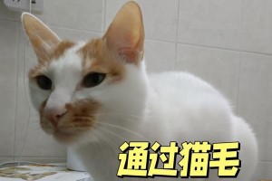 猫毛的生长周期及关键因素（探究猫毛再生速度和影响因素）