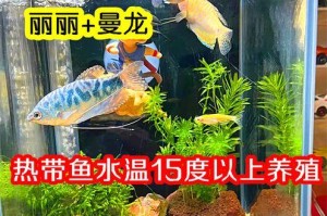 养热带鱼的注意事项（打造理想的热带鱼水族箱环境）