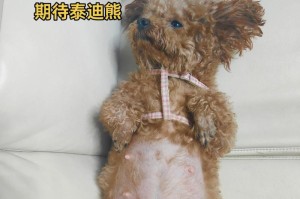 泰迪假怀孕需要多久？（了解泰迪假怀孕的时间周期及特点）