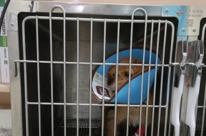 狗肝胆炎（了解狗肝胆炎的常见症状与有效治疗方法）