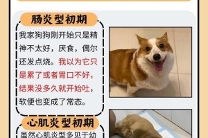 狗狗病毒性肠炎的治疗方法（为你的狗狗提供正确的护理与治疗）