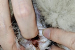 小猫为什么长猫藓？（探索小猫长猫藓的原因和解决办法）