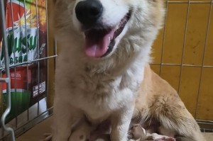 深度解析柯基失格（细数柯基失格的关键特征与审美观念，揭开柯基世界的门槛）