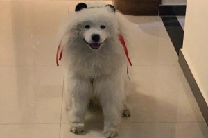 了解低敏犬的特点与饲养方法（以低敏犬为主题的饲养指南，让你更好地照顾你的宠物）