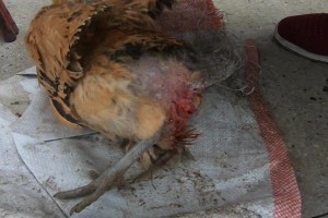 狗为何咬死鸡？（探究狗对鸡的攻击行为与动物本能）