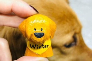 剪短狗狗毛发的后果（美容时和理发师说剪短点的可怕结果！）
