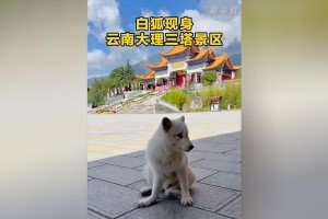 白狐现身上海，为何是一场灾难？（探究白狐现身上海背后的隐患与危害）