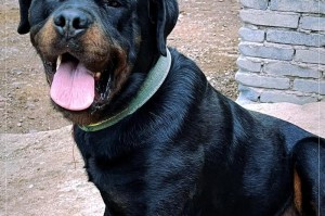大型犬（大型犬的特点、品种和饲养技巧）