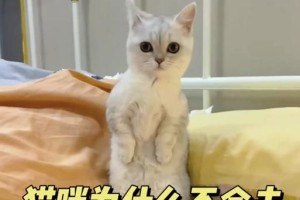 如何应对被猫攻击的情况（保护自己和猫咪安全的关键技巧）