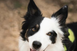 为什么狗不吃狗？（探究狗类食性的奥秘与人犬情感的关系）