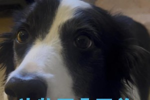 边牧耳朵清理秘籍（科学清理保证犬耳健康）