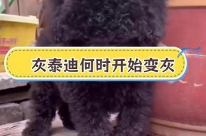 泰迪宠物狗的毛发换毛周期（了解泰迪的换毛周期，做好毛发护理）