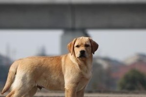 拉布拉多犬（探讨拉布拉多犬的智商水平及适合成为宠物的原因）