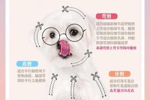 博美狗狗的毛发修剪频率（如何科学合理地为博美狗狗修剪毛发）