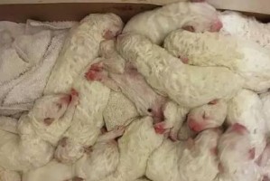 牧羊犬生产周期及相关因素研究（了解牧羊犬生产的时间需求及影响因素）