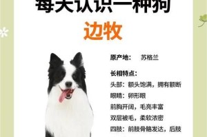 边境牧羊犬价格揭秘（受地区影响，了解边境牧羊犬价格的关键）