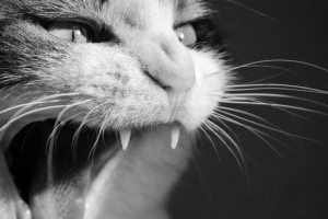 野猫为何突然攻击人？（探究野猫攻击行为的原因与应对方法）