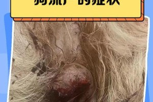狗犬假怀孕症状揭秘（探寻狗犬假怀孕的表现及原因）