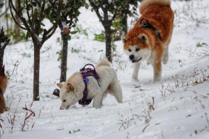 母狗生完一只狗宝宝后，多久可以生第二只？（探究狗狗产仔间隔时间及对母狗身体的影响）