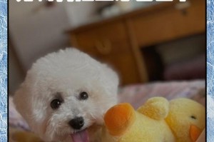 狗狗排便频率与习惯（探究狗狗拉肚子的时间间隔以及排便的变化情况）