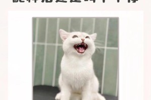 不能配种的猫咪品种（不同品种的猫咪之间不能进行配种的原因及影响）