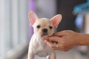 斗牛犬母犬空怀的原因及防控方法（探究斗牛犬母犬空怀的原因，有效预防和控制空怀现象）
