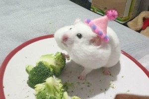 仓鼠的饮食搭配与合理果蔬选择（仓鼠能吃梨吗？水果的选择要注意什么？）