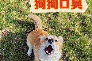 小狗一岁时口臭的原因及解决方法（了解口臭的原因，让你的小狗拥有清新口气）