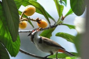 如何饲养健康活泼的赛级赤颊黄鼠？全面详解赤颊黄鼠饲养方法