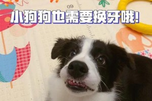 狗狗的牙齿健康（了解狗狗磨牙频率，让它们拥有健康口腔）