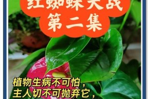 红玫瑰蜘蛛脱皮的奇妙过程（揭秘红玫瑰蜘蛛脱皮的时间与变化）