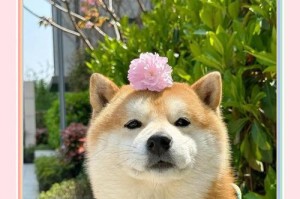 柴犬与边牧智商对比（柴犬智商等于人几岁？边牧与柴犬的智力差异深究）