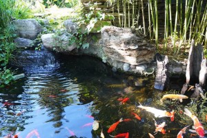 锦鲤缺氧存活时间及其影响因素探究（以水质、鱼类品种和环境温度为分析锦鲤缺氧生存情况）
