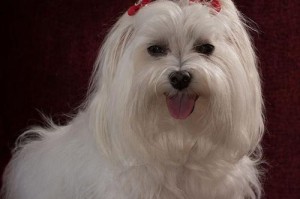 解读京巴幼犬的特征和魅力（探索京巴幼犬的外貌、性格和训练特点）