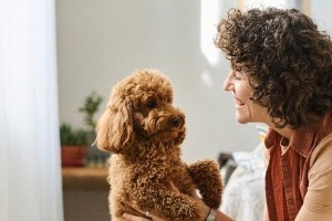 以陪伴犬为伴，让你生活更美好（陪伴犬带来的幸福与快乐）