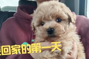 泰迪狗的尿频及其影响因素（探索泰迪狗拉尿频率背后的奥秘与解决方法）