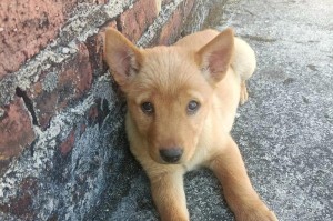 土狗的成长周期与特征（从小狗到成犬，土狗需要多少时间成长？）