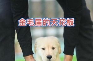 一个月小金毛的饮食指南（给你的宠物提供健康的饮食选择）