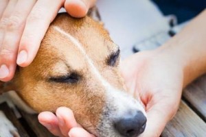 犬患寄生虫的表现与处理方法（揭秘犬患寄生虫的主要症状及预防措施）