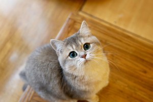 如何护理英国短毛猫的毛发（细致呵护让毛发更柔顺亮丽）