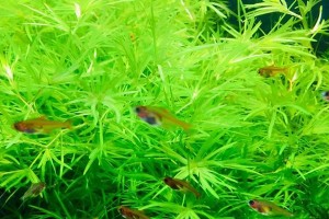 新手养殖孔雀鱼的简易水草种植方法（适合新手的易养水草推荐及养殖技巧）