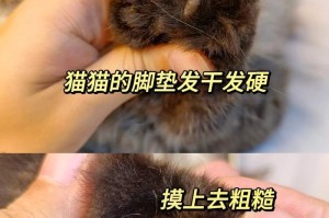 以猫肉垫化脓多久能好的治疗方法和时间（猫肉垫化脓的原因、治疗方法及预防措施）