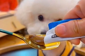 狗狗也有毛球症！如何预防？（避免狗毛塞住肠胃的有效方法）
